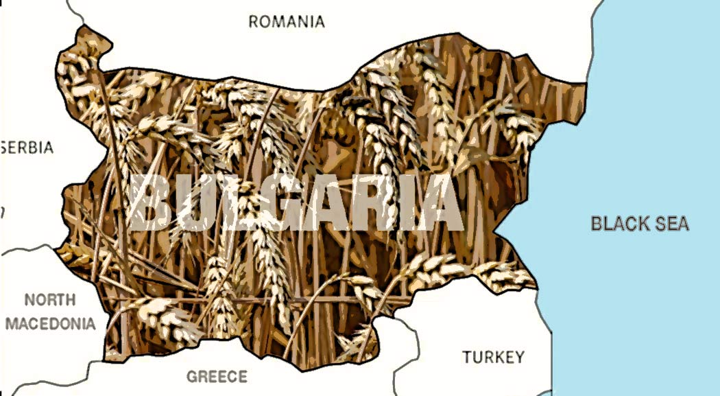 Bulgaria wheat